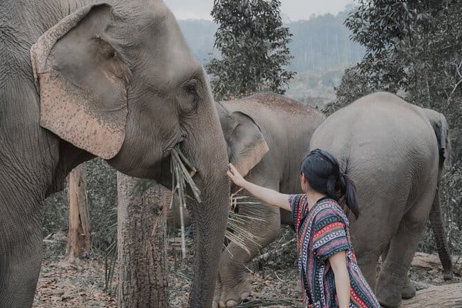 Elephant Sanctuary + Waterfall + Bamboo Rafting One Day Trip - Cooling off at the 20-meter Mae Wang Waterfall