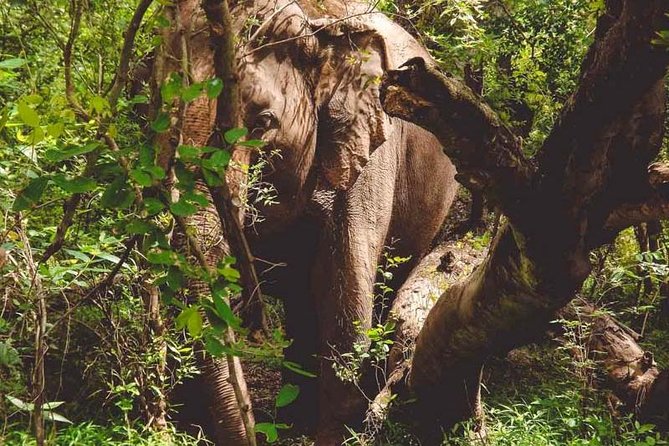 Erawan Waterfall and Elephant Care: Private Tour to Kanchanabur - Meeting Rescued Elephants in Kanchanaburi