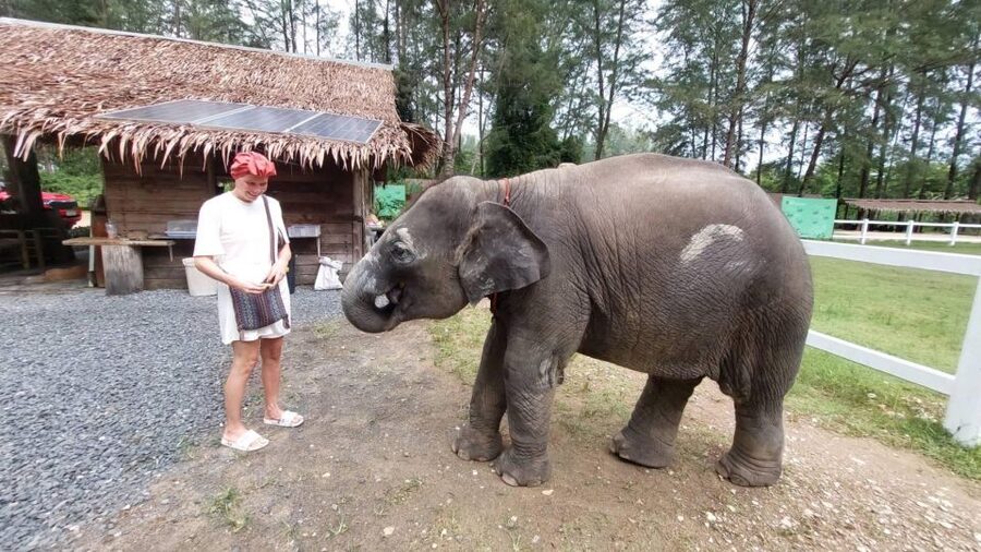 Ethical Elephant Sanctuary Experience in Khao Lak - Meeting elephants as individuals