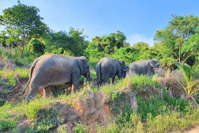 Ethical Elephant Sanctuary Tour from Bangkok & Pattaya - From Pattaya pickup to the Khao Kheow area