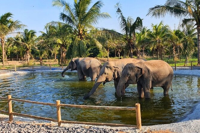 Ethical Elephant Sanctuary Tour from Bangkok & Pattaya - Walking beside elephants on their terms