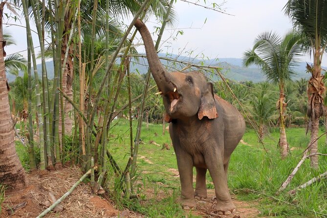 Ethical Elephant Sanctuary Tour from Bangkok & Pattaya - Bathing from the shore or entering the water