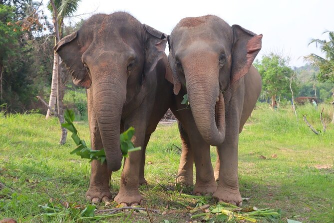 Ethical Elephant Sanctuary Tour from Bangkok & Pattaya - The guide, safety talk, and staff approach