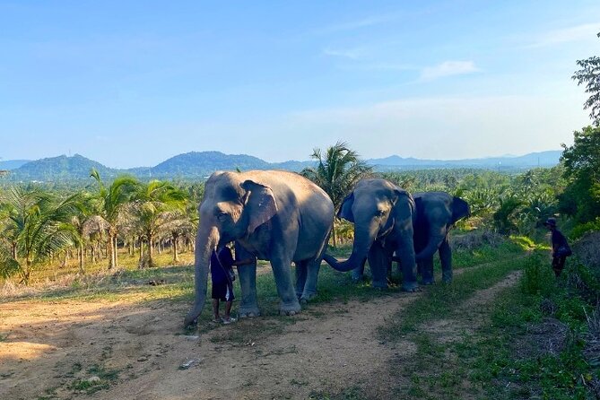 Ethical Elephant Sanctuary Tour from Bangkok & Pattaya - Is $71.49 good value?
