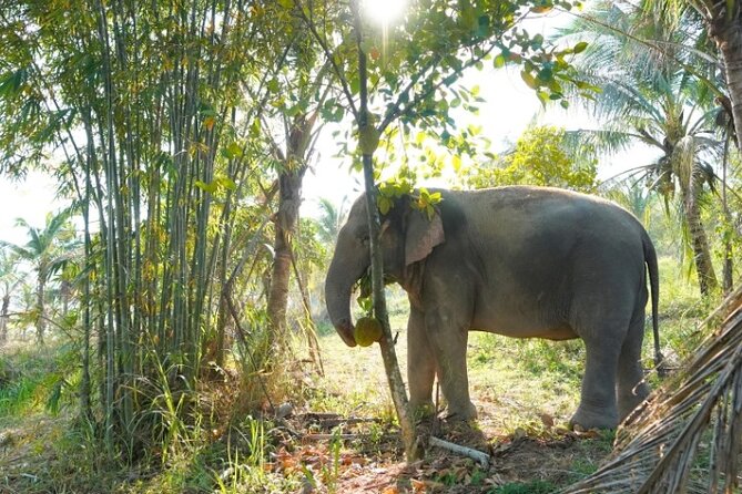 Ethical Elephant Sanctuary Tour from Bangkok & Pattaya - Feeding the adult elephants and a playful baby