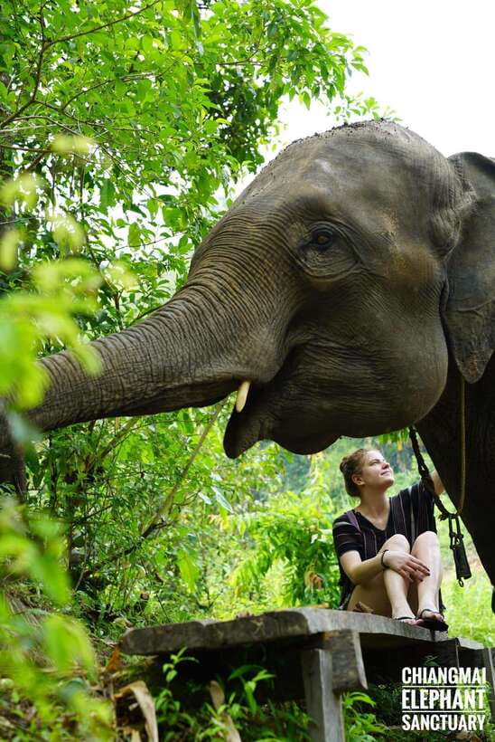 Exclusive experience half day with family giant animals - Key points to know before you go