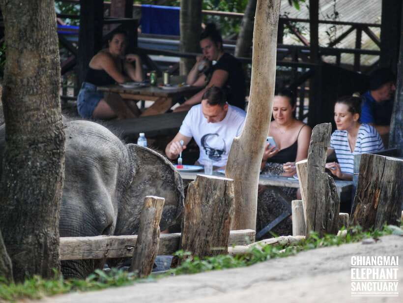 Exclusive experience half day with family giant animals - Thai lunch and the trip back