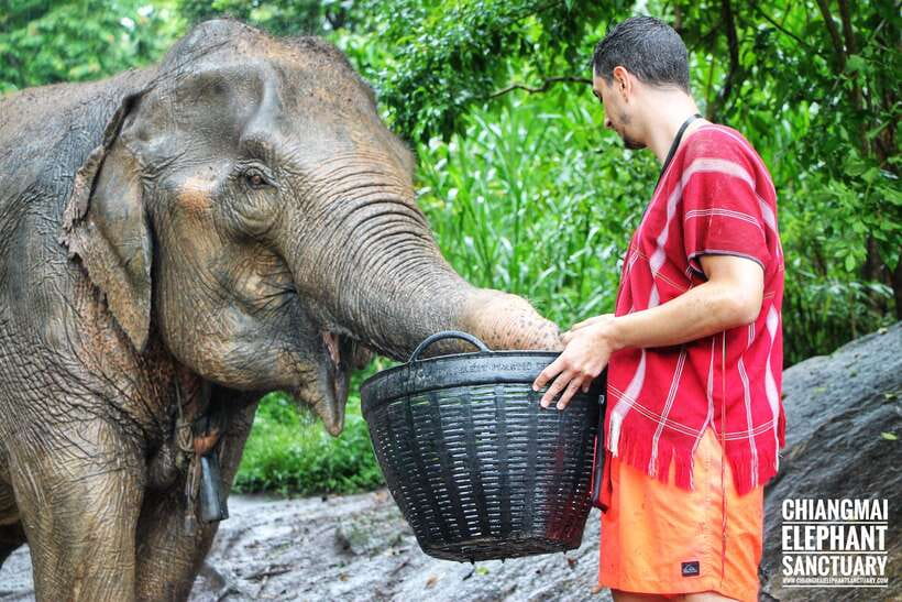 Exclusive experience half day with family giant animals - Animal welfare and the style of interaction