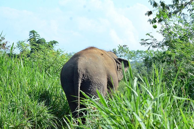 Experience Elephant Sanctuary + Sticky Waterfall - Why this Chiang Mai combination works