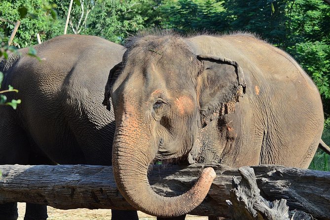 Experience Elephant Sanctuary + Sticky Waterfall - Lunch at the sanctuary