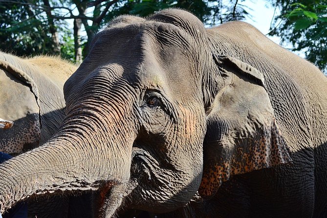 Experience Elephant Sanctuary + Sticky Waterfall - The 8:00 am pickup and countryside drive