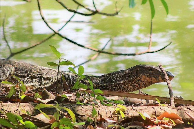 Family Bicycle Tour in the Green Oasis of Bangkok on Bamboo bikes - Weather, timing, and the booking risk