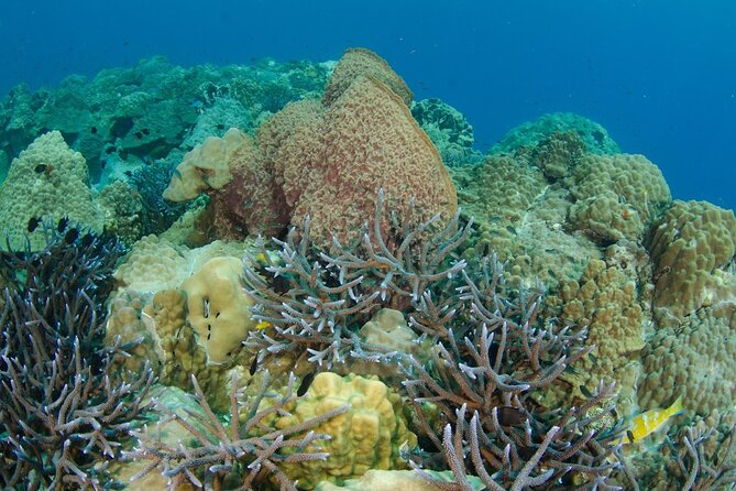 Freedive trip Koh Kood or Koh Rang National Park ( start at Ko Kut) - Local Koh Kood sites and wreck activity
