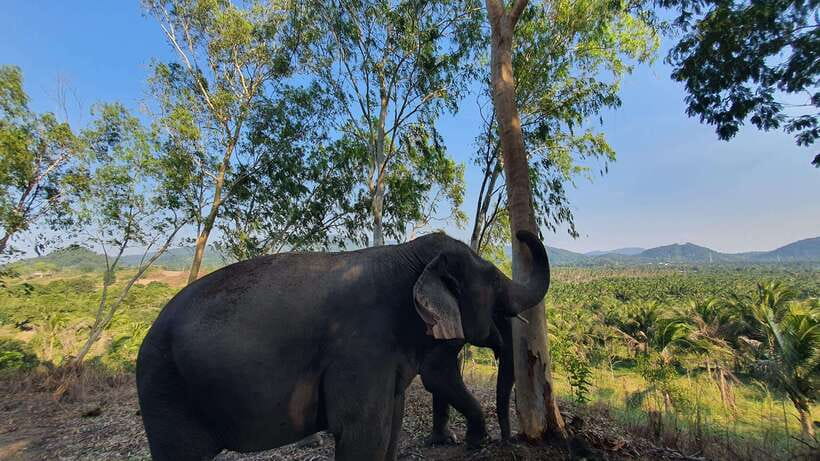 From Bangkok: Living Green Elephant Sanctuary Day Trip - Why this Chonburi sanctuary feels different