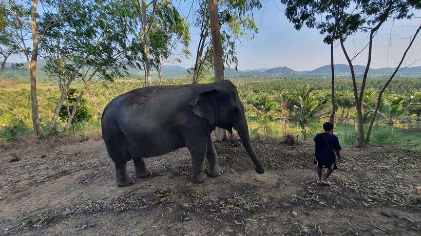 From Bangkok: Living Green Elephant Sanctuary Day Trip - Feeding elephants gives you the first close look