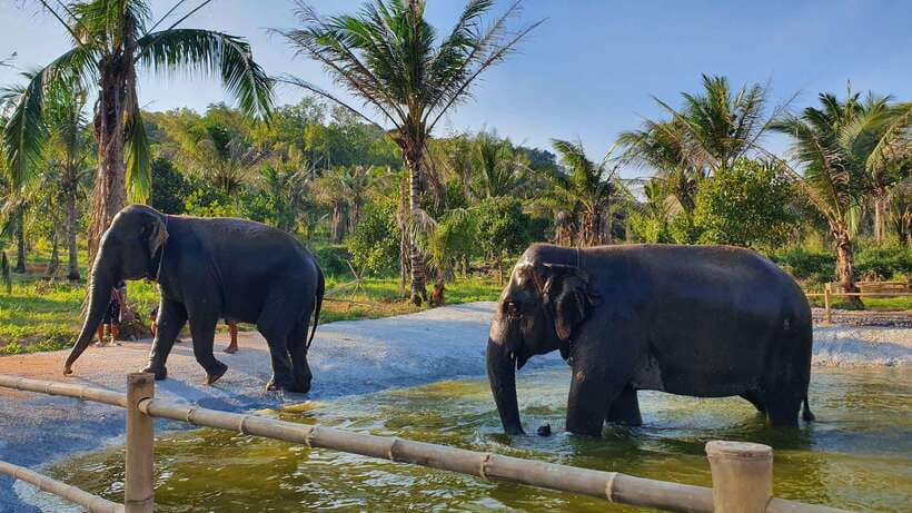 From Bangkok: Living Green Elephant Sanctuary Day Trip - The journey from Bangkok takes patience