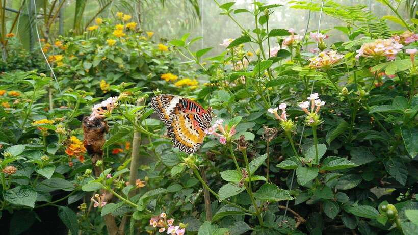 From Chiang Mai: Chiang Dao Cave & 5 Hill Tribe Villages - Orchids, butterflies, and a gentler change of pace