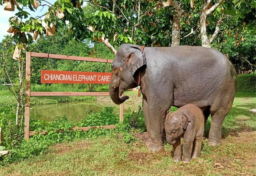 From Chiang Mai: Chiang Mai Elephant Care Morning Program - Which guide might lead your visit?