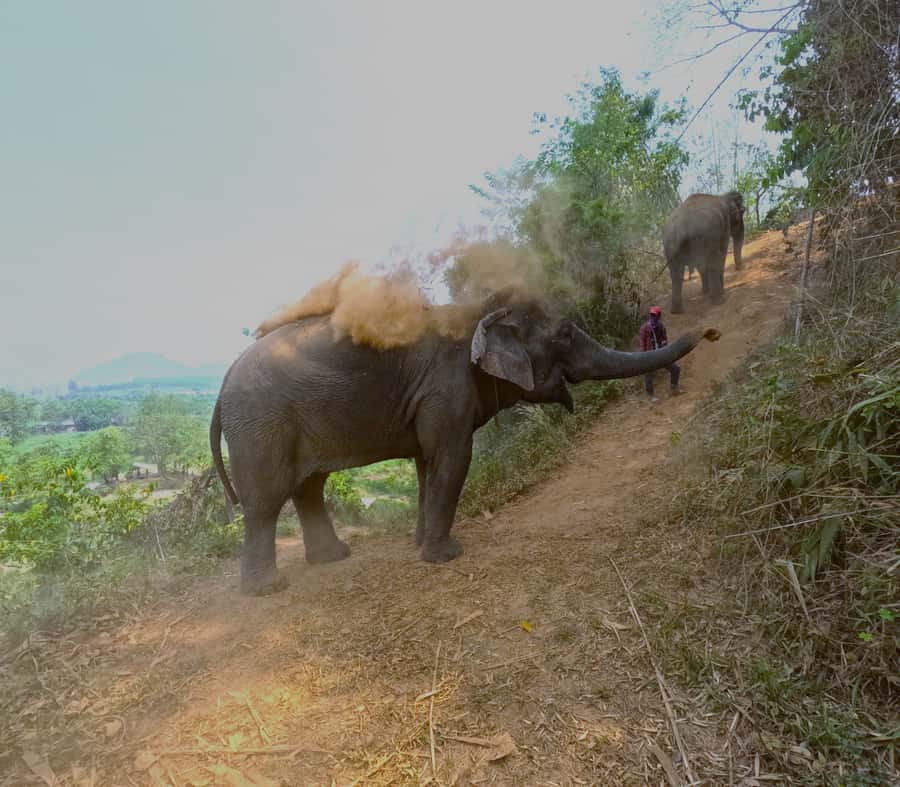 From Chiang Mai: Chiang Mai Elephant Care Morning Program - The ride from Chiang Mai to Maeteang