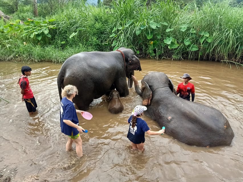 From Chiang Mai: Chiang Mai Elephant Care Morning Program - Lunch with a view of the elephants