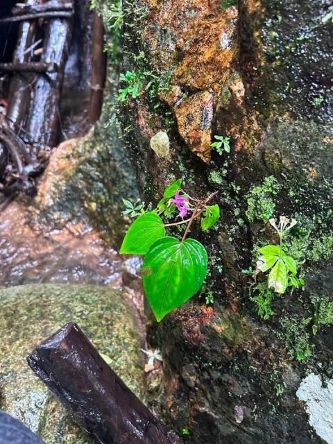 From Chiang Mai: Doi Saket Hiking Tour with Lunch - The wooden ladder and secluded waterfall