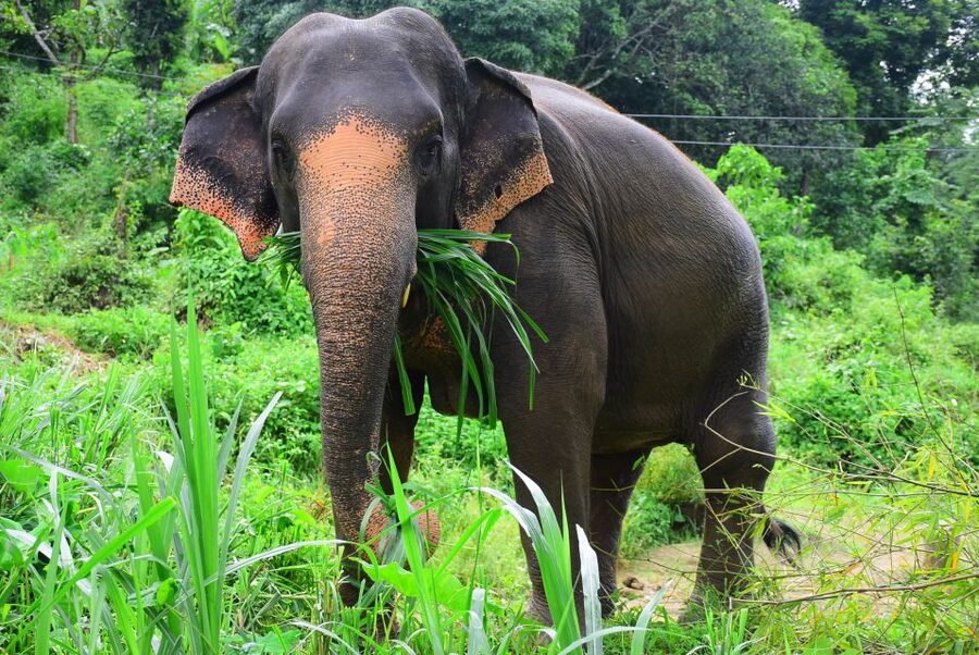 From Chiang Mai: Elephant Care Program and Nursery Tour - Learning elephant behavior before feeding time