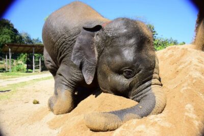 Elephant Care Program and Nursery Tour