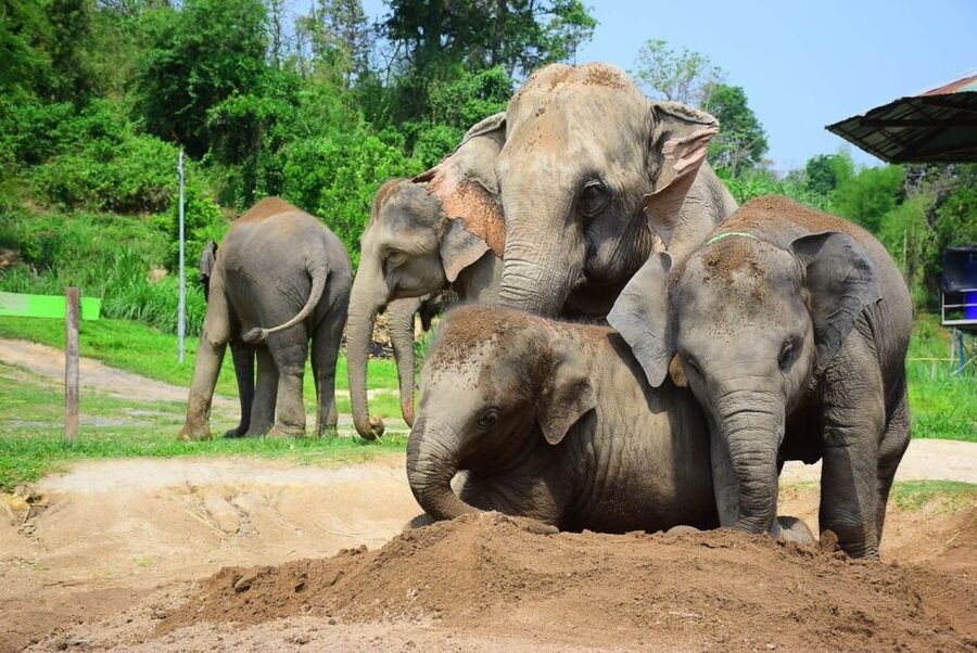 From Chiang Mai: Elephant Care Program and Nursery Tour - Walking with six elephants through the grounds