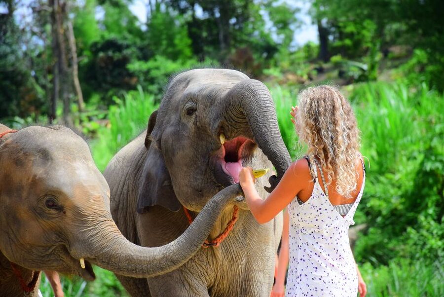 From Chiang Mai: Elephant Care Program and Nursery Tour - Bathing the elephants and getting properly soaked