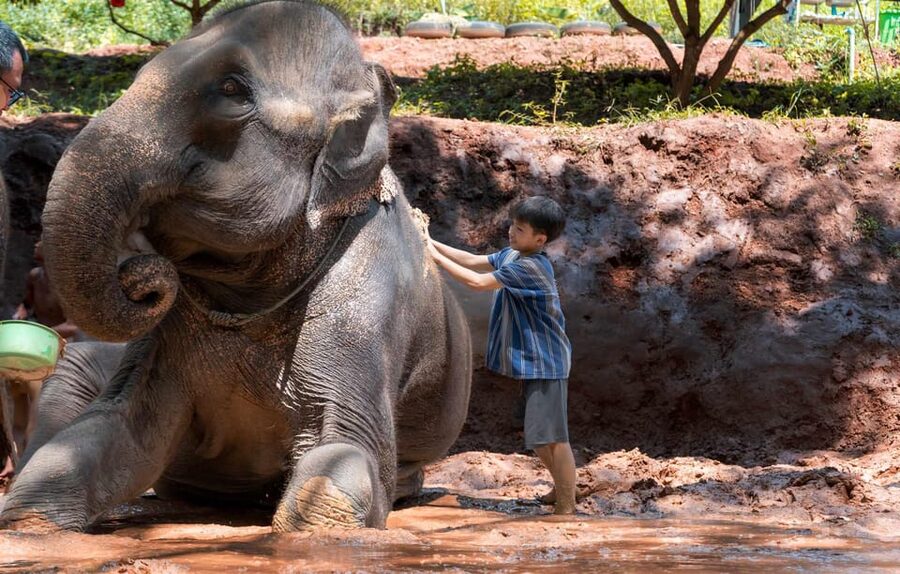 From Chiang Mai: Kerchor Eco Elephant Park Tour - What to pack and what to leave behind