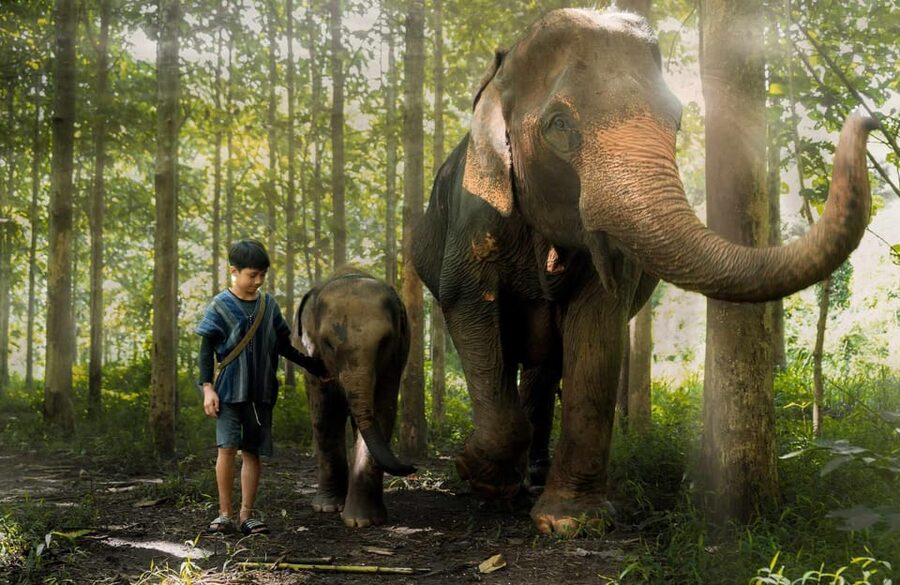 From Chiang Mai: Kerchor Eco Elephant Park Tour - Feeding baby elephants and preparing snacks
