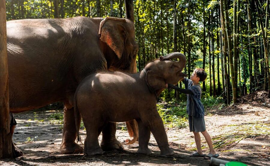 From Chiang Mai: Kerchor Eco Elephant Park Tour - Walking with elephants through the park