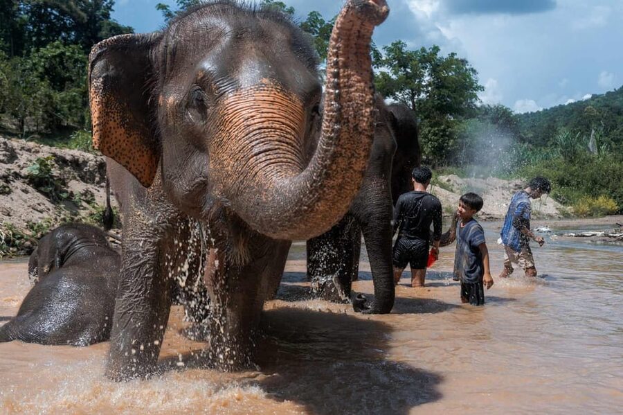 From Chiang Mai: Kerchor Eco Elephant Park Tour - Mud, water, and the elephant bath