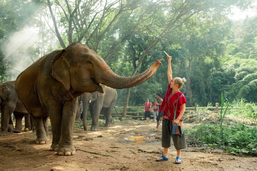 From Chiang Mai: Kerchor Eco Elephant Park Tour - Thai lunch in a quiet park setting