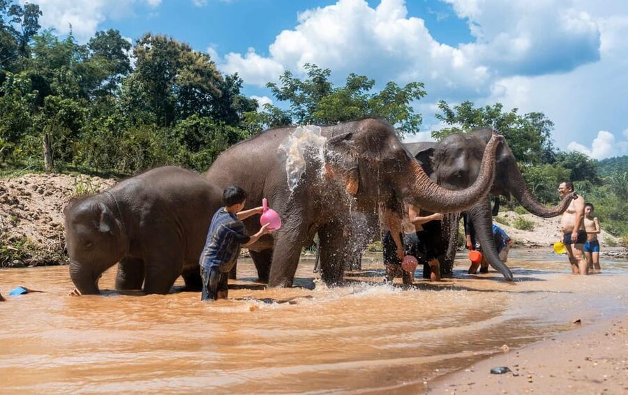 From Chiang Mai: Kerchor Eco Elephant Park Tour - What the $48 price really covers
