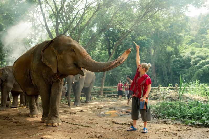 From Chiang Mai: Kerchor Eco Elephant Park Tour - Starting with the park’s elephant-care talk