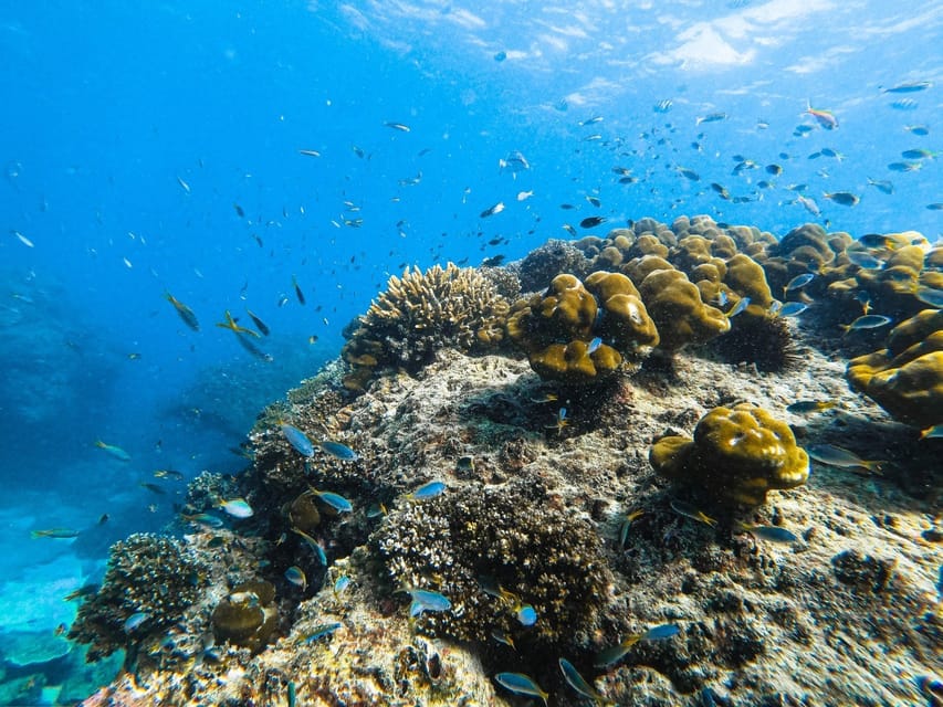 From Krabi: Phi Phi Islands Speedboat Day Tour - Five things to know before you book