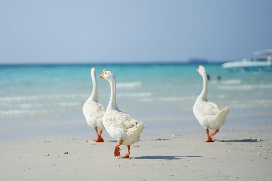 From Pattaya/Bangkok: Island Day Trip with Beach Activities - Key points to know before booking
