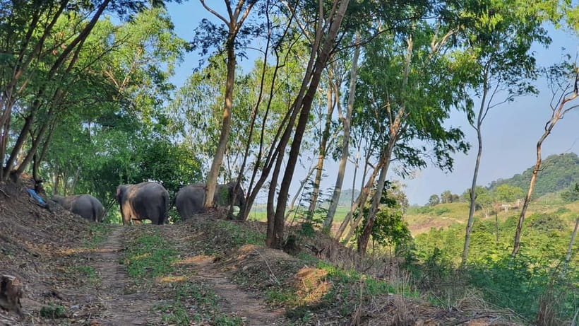 From Pattaya: Living Green Elephant Sanctuary Day Trip - Key Points At A Glance