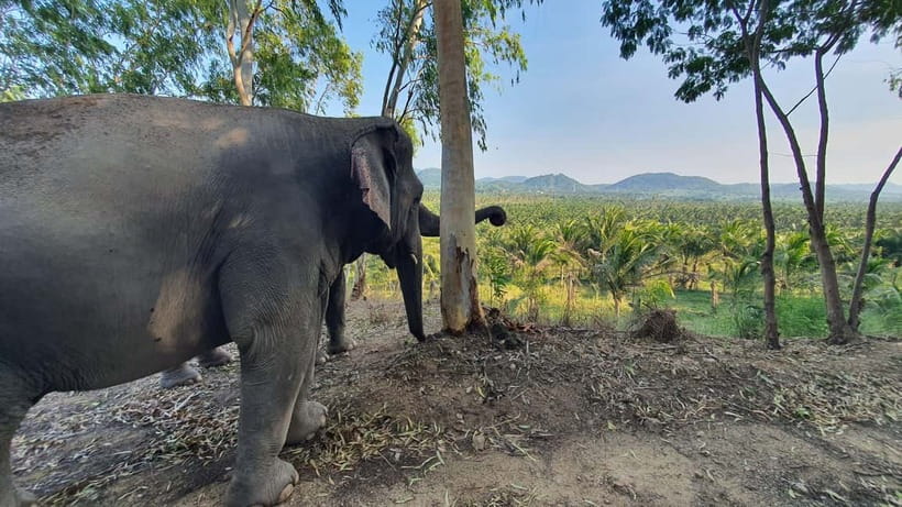 From Pattaya: Living Green Elephant Sanctuary Day Trip - Meeting The Elephants One By One
