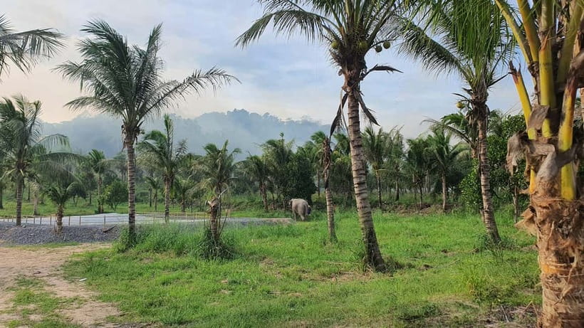 From Pattaya: Living Green Elephant Sanctuary Day Trip - Mud, Water, And The Bathing Session