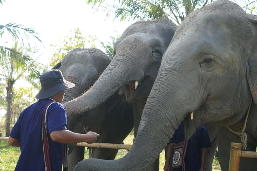 From Pattaya: Living Green Elephant Sanctuary Day Trip - Pad Thai, Watermelon, And A Mountain View