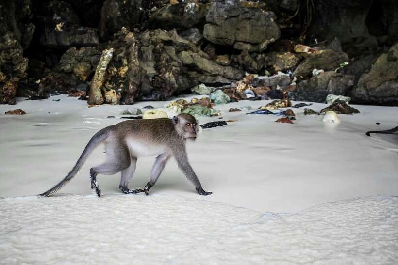 From Phi Phi: Full Day 7 Island Tour by Longtail with Sunset - Key points to know before booking