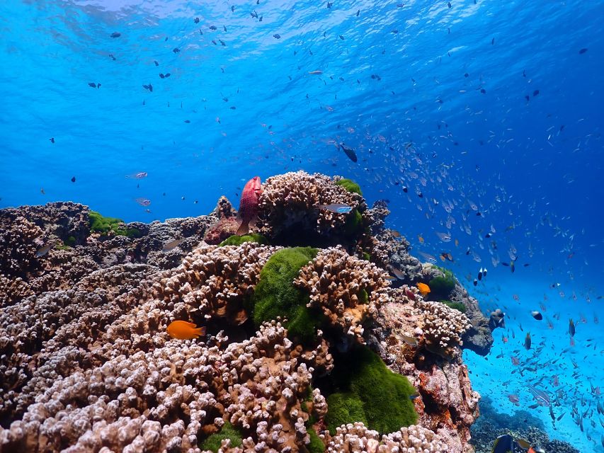 From Phi Phi: Full Day Snorkeling Trip by Longtail Boat - Bamboo Island offers a proper beach break