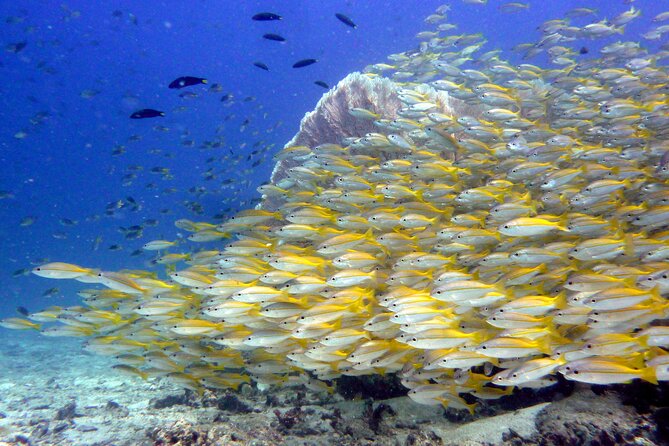 From Phi Phi: Half Day Discover Scuba (2 Dives) - Ko Bida Nok is the second underwater setting