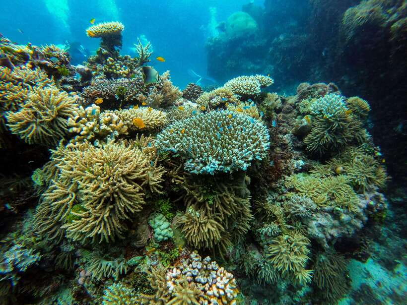 From Phi Phi: Half Day Longtail Boat Tour to Maya Bay - Maya Bay: beautiful, protected, and heavily visited