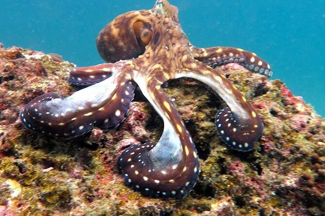 From Phi Phi: Half Day Trip for Certified Divers (2 Dives) - Small groups and the Blue View Divers approach