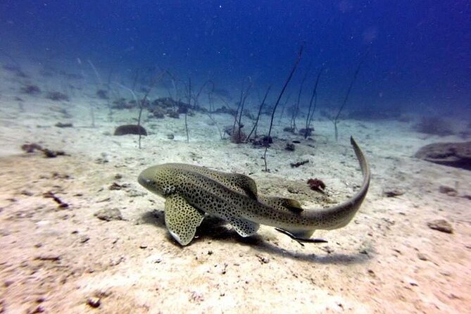 From Phi Phi: Half Day Trip for Certified Divers (2 Dives) - Morning or afternoon: choosing the better departure