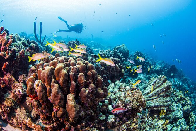 From Phi Phi: Half Day Trip for Certified Divers (2 Dives) - Who should book this Phi Phi trip?
