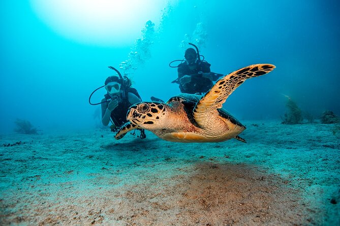 From Phi Phi: Half Day Trip for Certified Divers (2 Dives) - First session around Bida Islands or Phi Phi Leh